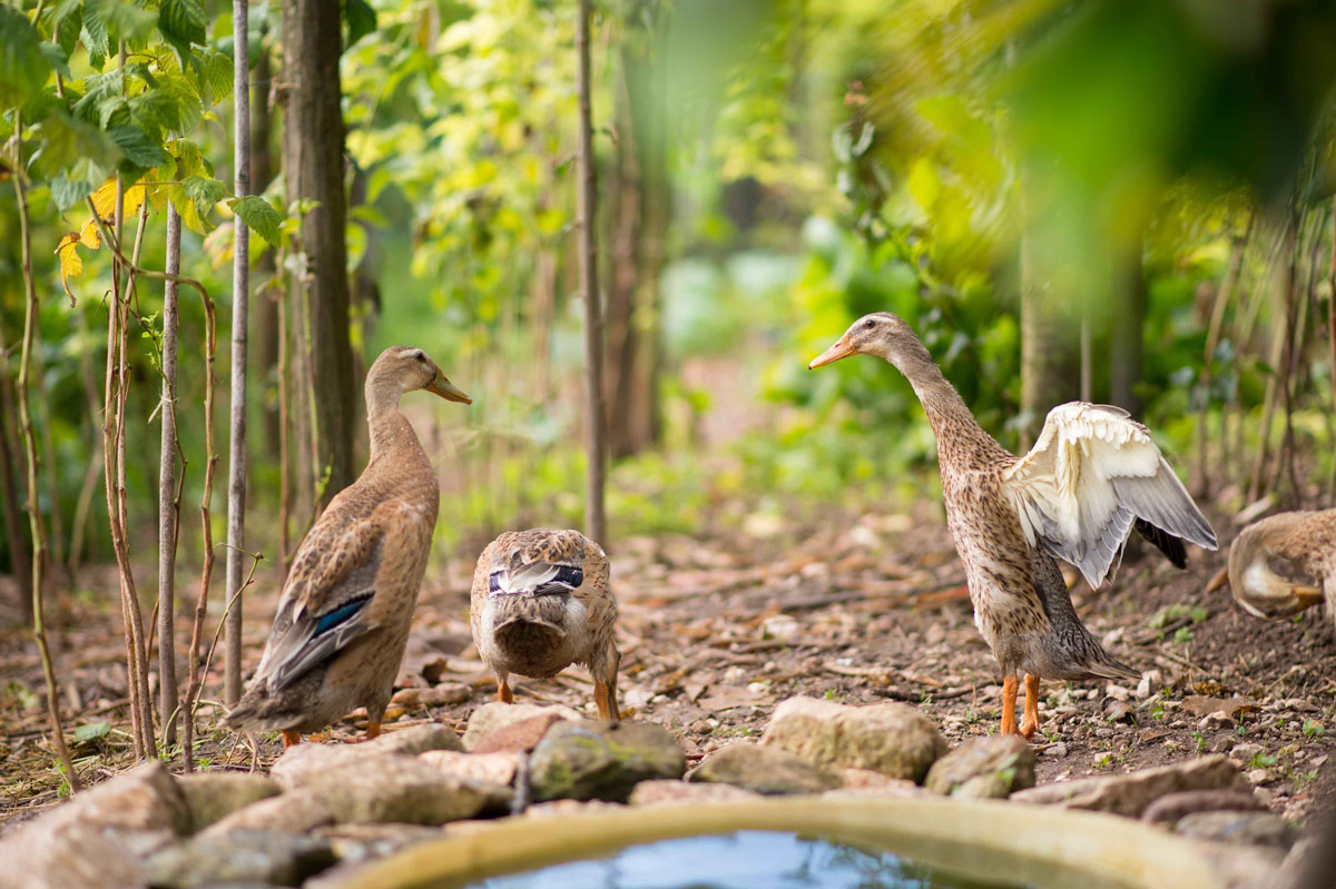 Hof Gandberg Enten