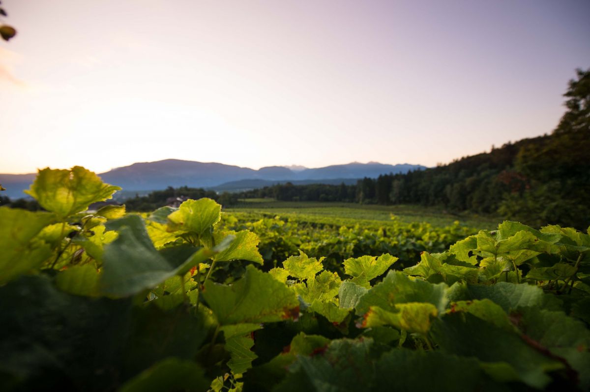 Tenuta Hof Gandberg