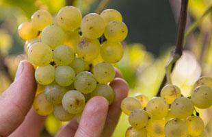 Grapes T.N.76 Weissburgunder